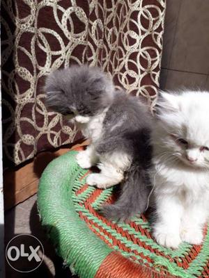 All typ of persians Avlbl in Good n cheap