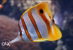 All types of fishes available in wholesale price