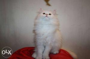 All types of persian cats and kitten available