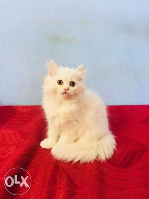 All types of persian kitten available