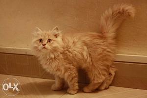 All types of persian kitten available for sale