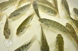 Any size gift tilapia from 2inch, 4inch,6inch