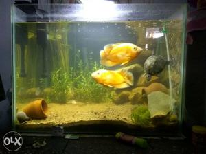 Aquarium with everything,light,filter,fishes, heater