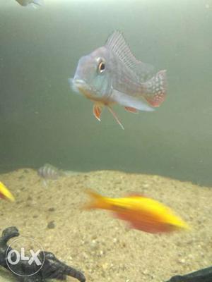 Argentea, geophagus, frontosa chiclid for sale in