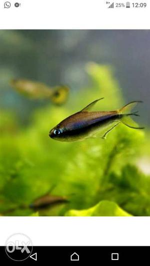 Available stock Emperor tetra Purple emperor