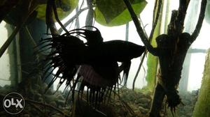 Betta crown tail fish Fully Black