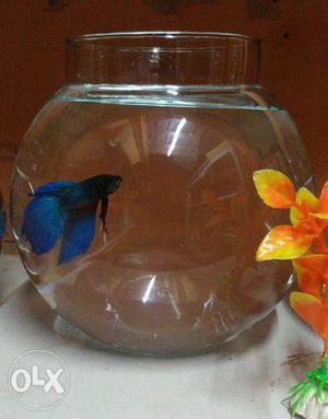 Betta fish with 4 inches bowl (pot)
