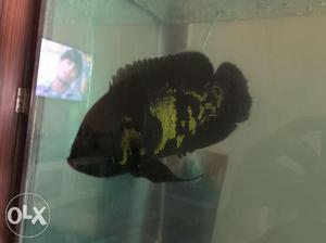 Big Oscar Fish For sale