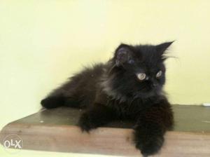 Black Female Persian cat For SALE