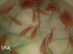 Blood red fire oscars 3 inch size for sale