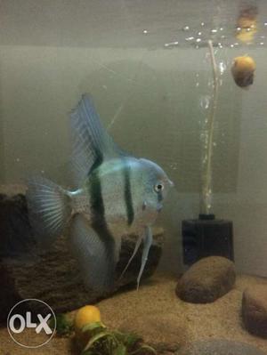 Blue Angelfish for sale - 15+ cm tall - 6 months old