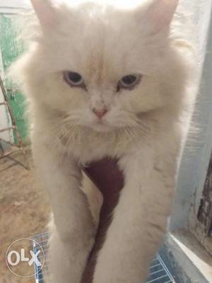 Blue eyes 9 months old male persian cat white