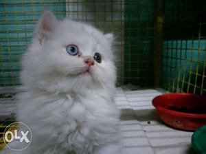 Blue eyes puncj face healthy persian cats kitten