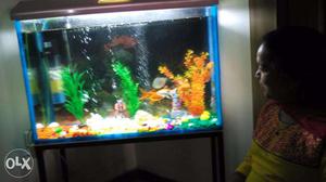 Brand New Aquarium With All Acceessories With 9 Fishes
