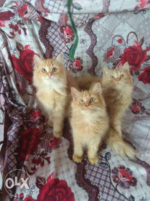 Brown long Fur-coated 3 Kittens females fix price