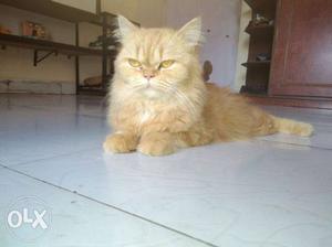 Brown pure Persian cat toilet trained full punch