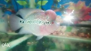 Butifull silver and pink flowerhorn fish
