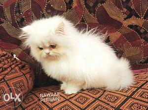 Cat Snow White pure PERSAIN female available for