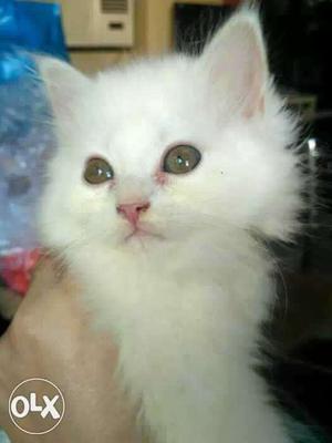 Charming beautiful doll face cat 2 mth old potty