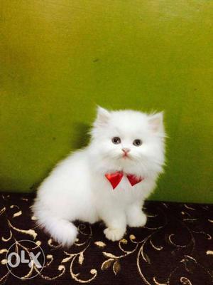 Cute or more friendly traind baby persian cats