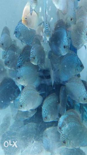 Discus available at wholesale price