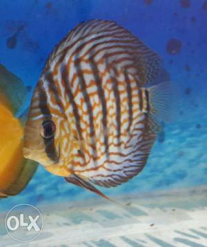 Discus fish bast quality & shap. clear peace.