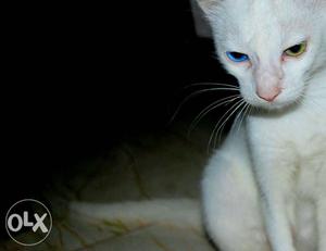 Double coloured eye kitten