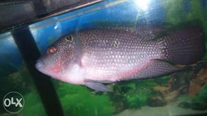 Female Flowerhorn Red Chilld