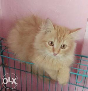 Female Orange Persian Kitten