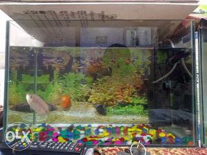 Fish Tank set with filter stone giving with 3