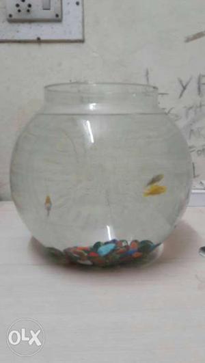 Fish bowl with a angel fish and two other fishes
