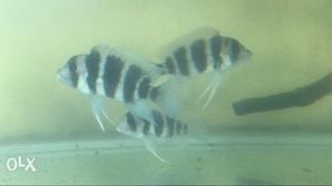 Fish frontosa for sale (4.5 inch, 3 inch, 2.5inch)