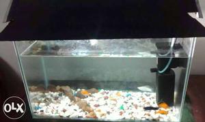 Fish tank, fishes, stones, 2 type filters, light