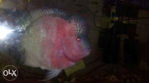 Flower horn fish only interested call