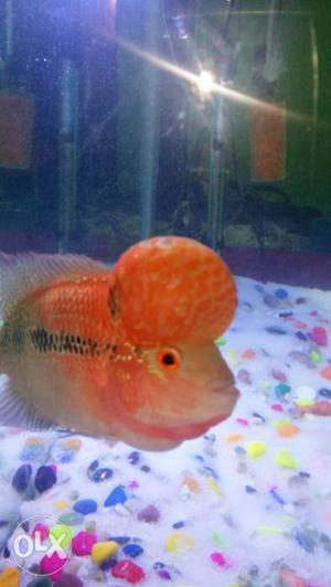 Flower horn fish red dragon Thailand real bread I