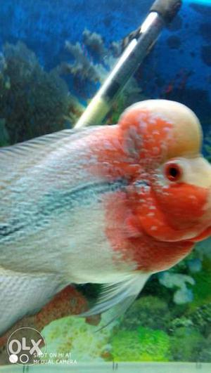 Flower horn for sale Imported and very active 10