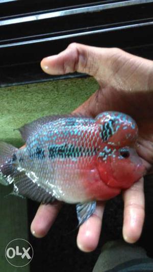 Flowerhorn fish up for sale of monster kok genes !