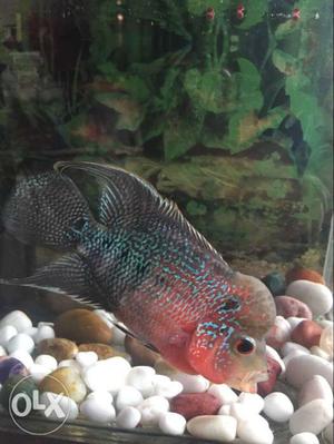 Flowerhorn fish with head red color.
