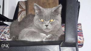 For matting Russian blue British short hair male available