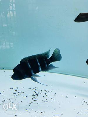 Frontosa cichlid fish.5 inch size.mumbai pickup