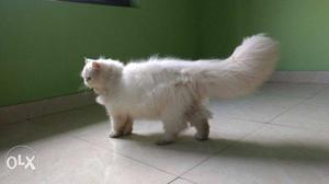 Full Panch face full white Persian cat female age