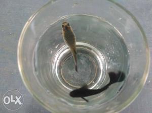 Full black guppy, wholesale available