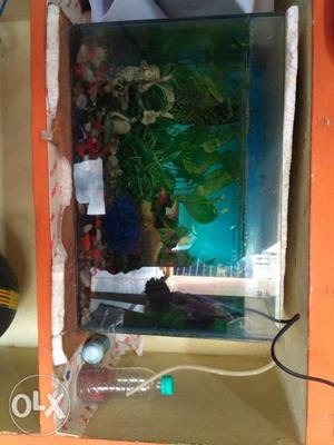 Full fish tank and fishes also