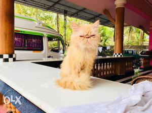Full punch male 1 yr old pure persian