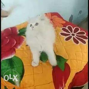 Full white parsion kitten