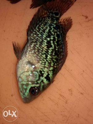 Good flowerhorn available with hump