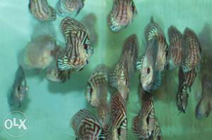 Good quality and healthy Malaysian discus in your
