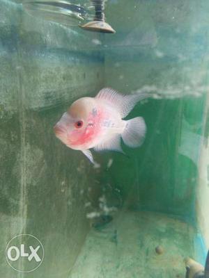 Good quality flowerhorn for sell