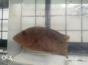 Good quality flowerhorn, not sure if it's male