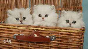 Gorgeous persian kitten sale in cash on delivery free